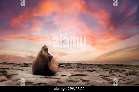 Portrait d'un phoque de l'éléphant du Sud au coucher du soleil, îles Falkland. Banque D'Images