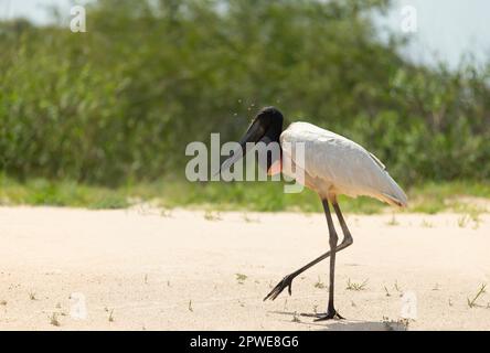 Gros plan d'un Jabiru se tenant sur une rive sablonneuse de la rivière à South Pantanal, Brésil. Banque D'Images