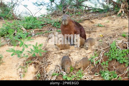 Gros plan de la mère de Capybara avec un groupe de petits assis sur une rive de la rivière, le Pantanal Nord, Brésil. Banque D'Images