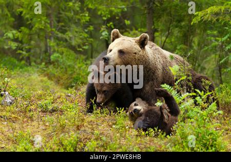 Close up of eurasienne femelle ours brun (Ursos arctos) et ses oursons ludique dans la forêt boréale, la Finlande. Banque D'Images