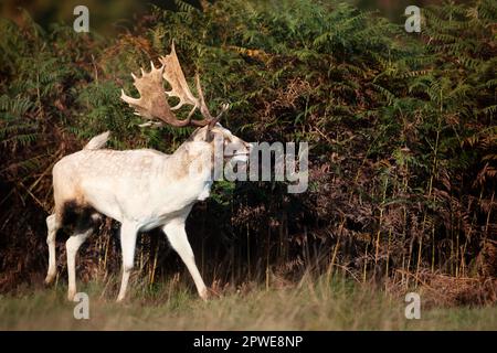 Gros plan d'un cerf de Virginie (Dama dama) à l'automne, au Royaume-Uni. Banque D'Images