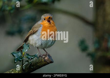 Robin, erithacus rubecula, chantant sur une branche d'un Bush houleux. Photo par Amanda Rose/Alay Banque D'Images