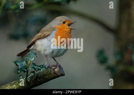 Robin, erithacus rubecula, chantant sur une branche d'un Bush houleux. Photo par Amanda Rose/Alay Banque D'Images