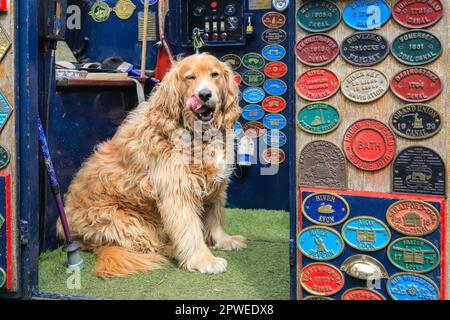 Londres, Royaume-Uni. 30th avril 2023. George, un Labrador de six ans, est venu sur le bateau « Jasmin » avec ses propriétaires David et Linda, qui participent chaque année au festival avec George. Les barques, barges et canots prennent une fois de plus part au festival IWA Canalway Cavalcade à Little Venice organisé par l'Inland Waterways Association (IWA), IWA Canalway Cavalcade a son 40th anniversaire cette année, célébrant la vie des bateaux sur les voies navigables avec un pageant de bateau, musique, Stands et divertissements en famille le long du Grand Union Canal. Credit: Imagetraceur/Alamy Live News Banque D'Images