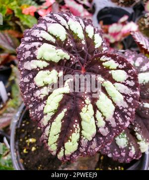 La feuille de couleurs vibrante de Begonia Rex Fireworks, une plante annuelle Banque D'Images