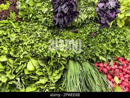 Ensemble de légumes sur le comptoir du marché. Oignons verts, radis rouges, laitue, persil plat, basilic pourpre, sorrel frais, betteraves et autres épices Banque D'Images