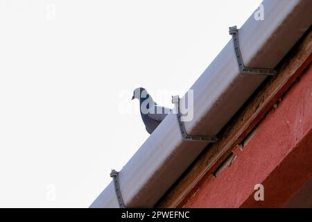 Oiseau debout sur le toit à la maison. Fond d'écran de toit d'oiseau. Mise au point sélective. Espace ouvert. Banque D'Images