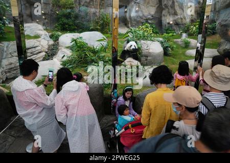Hong Kong, Chine. 30th avril 2023. (230430) -- HONG KONG, 30 avril 2023 (Xinhua) -- les touristes prennent des photos de panda géant Yingying à Ocean Park Hong Kong, au sud de la Chine Hong Kong, 19 avril 2023. Le matin du printemps, l'Observatoire de Hong Kong a émis une alerte de tempête. À Ocean Park Hong Kong, dès leur arrivée au travail à 8 h 00, les gardiens se sont précipités pour vérifier la situation de Lele et Yingying, deux pandas géants âgés de 17 ans, qui pourraient être perturbés par le mauvais temps. Les deux créatures bosse et molletonnée se réveillaient et se coulaient dans le dortoir, où la température était maintenue b Banque D'Images
