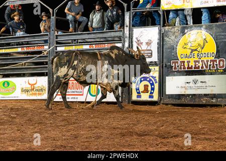 Itaja, Goias, Brésil - 04 21 2023: bull à une épreuve de taureau dans une arène Banque D'Images