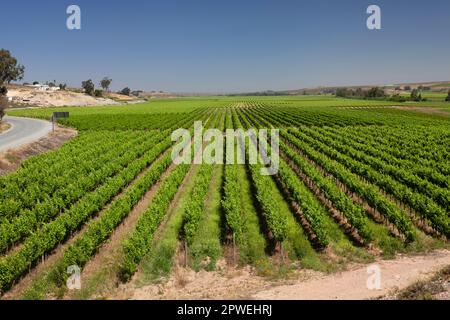 Nouveaux vignobles près de Vredendal, Cap Nord, Afrique du Sud Banque D'Images