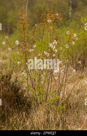 Cerisier sauvage, Prunus avium, floraison en avril. Whitelye Common, Monbucshire, pays de Galles, Royaume-Uni. Banque D'Images