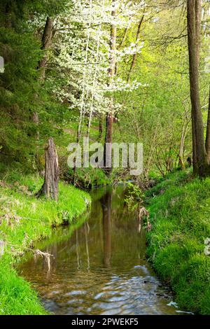 Ruisseau dans la forêt de printemps Banque D'Images