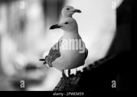 Les mouettes sont assises sur le balcon. Photo en noir et blanc. Banque D'Images