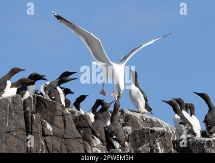 Un Goéland argenté européen, Larus argentatus, dérobant de la nourriture à un Guillemot à duvet, Uria aalge; les îles Farne, Royaume-Uni. Oiseaux britanniques - comportement animal. Banque D'Images