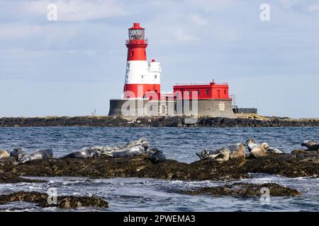 Farne Islands UK - Phare de Longstone sur les îles Farne avec phoques gris, Halichoerus grypus, sur les rochers; Farne Islands, Northumberland UK Coast. Banque D'Images