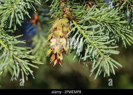 Jeunes cônes vert vif sur la branche du Douglas taxifolié des montagnes Rocheuses. Nouvelles pousses au printemps de Pseudotsuga menziesii. Cône de conifère. Beauté naturelle Banque D'Images