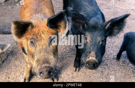 Portrait de deux curieux cochons dans la rue, regardant dans la caméra, Corse Banque D'Images
