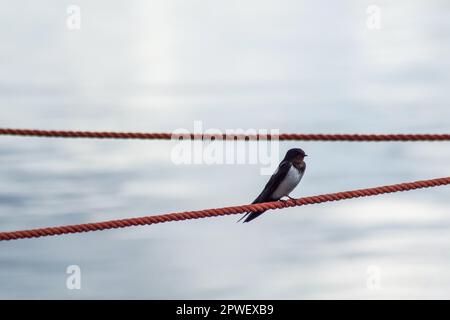 Vue à angle bas des oiseaux qui percent sur la corde contre l'eau Banque D'Images