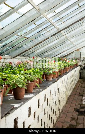 Maison de verre de l'abbaye de Calke maison verte au soleil avec des plantes dans des pots alignés Banque D'Images