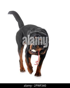 rottweiler joue devant un fond blanc Banque D'Images