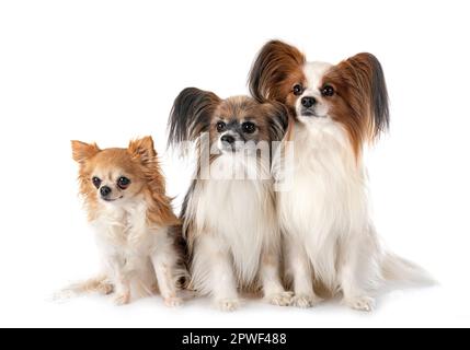 Papillon et chiens chihuahua in front of white background Banque D'Images