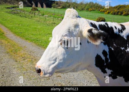 Profie latéral vue rapprochée sur la tête blanche d'une vache frisonne Banque D'Images