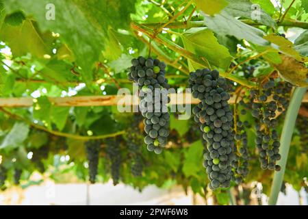 Close-up de grappes de raisin à vin rouge mûr sur vigne, selective focus. Banque D'Images