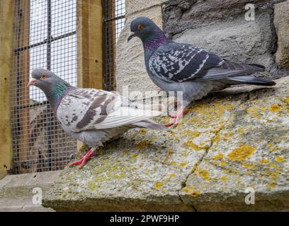 Pigeons de Feral Columba livia domestica sur un rebord de fenêtre d'une église désaffectée à Bristol Royaume-Uni Banque D'Images