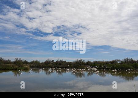 Le parc ornithologique du Pont de Gau est situé en Camargue sur la RD 570 qui mène aux Saintes Maries de la Mer. C'est le site idéal pour découvrir, observer et photographier de nombreuses espèces d'oiseaux, y compris des centaines de flamants roses, dans leur environnement naturel. Saintes-Maries-de-la-Mer, Camargue (France), 27 avril 2023. Photo de Lionel Urman/ABACAPRESS.COM crédit: Abaca Press/Alay Live News Banque D'Images