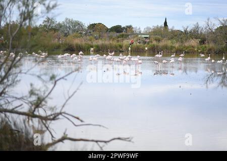 Le parc ornithologique du Pont de Gau est situé en Camargue sur la RD 570 qui mène aux Saintes Maries de la Mer. C'est le site idéal pour découvrir, observer et photographier de nombreuses espèces d'oiseaux, y compris des centaines de flamants roses, dans leur environnement naturel. Saintes-Maries-de-la-Mer, Camargue (France), 27 avril 2023. Photo de Lionel Urman/ABACAPRESS.COM crédit: Abaca Press/Alay Live News Banque D'Images