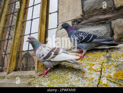 Pigeons de Feral Columba livia domestica sur un rebord de fenêtre d'une église désaffectée à Bristol Royaume-Uni Banque D'Images