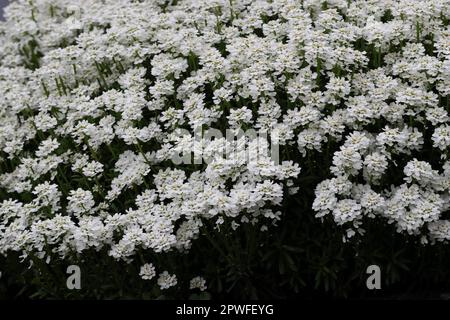 gros plan de fleurs blanches pures iberis sempervirens dans un lit de jardin, vue latérale Banque D'Images