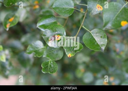 Maladie des poiriers en gros plan. Endommager l'arbre fruitier. Feuille malade de l'infection fongique Gymnosporangium sabinae. Point de rouille sur les feuilles. Concept de Banque D'Images