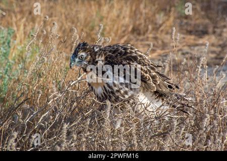 Un faucon juvénile à queue rouge (Buteo jamaicensis), avec le bas encore sur son visage, dans le désert de Mojave en Californie. Il était à peine capable de voler. Banque D'Images