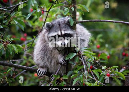 Un raton laveur / raton laveur assis dans un arbre de baies Banque D'Images