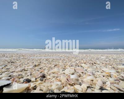 Naples, Floride, États-Unis. 3/18/23. Keewaydin Island barrière île plage remplie de coquillages le long du golfe du Mexique, Naples Floride Etats-Unis. Crédit : Jennifer Graylock-Graylock.com 917-519-7666 Banque D'Images