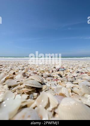 Naples, Floride, États-Unis. 3/18/23. Keewaydin Island barrière île plage remplie de coquillages le long du golfe du Mexique, Naples Floride Etats-Unis. Crédit : Jennifer Graylock-Graylock.com 917-519-7666 Banque D'Images