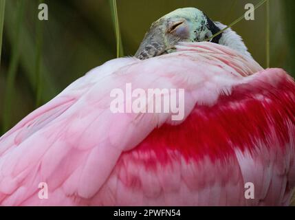 Refoulement de la roseate Spoonbill dans l'habitat naturel de la St. Augustine Rookery en Floride, comté de St Johns, États-Unis Banque D'Images