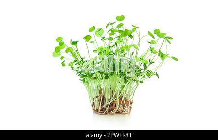 Le trèfle Microgreen s'isole sur fond blanc. Mise au point sélective. Nourriture. Banque D'Images