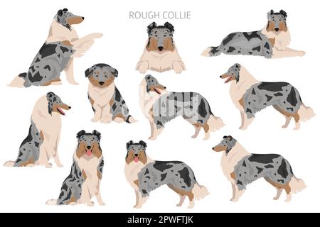 Clipart collie rugueux. Différentes poses, ensemble de couleurs de pelage. Illustration vectorielle Illustration de Vecteur