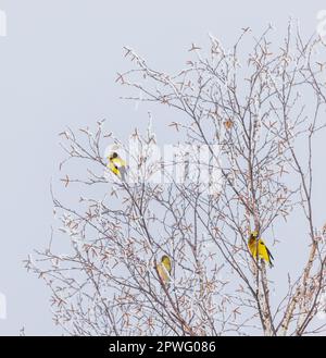 Gros-beaks du soir dans le nord du Wisconsin. Banque D'Images