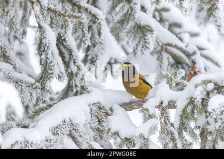 Grosbeak en soirée dans le nord du Wisconsin. Banque D'Images