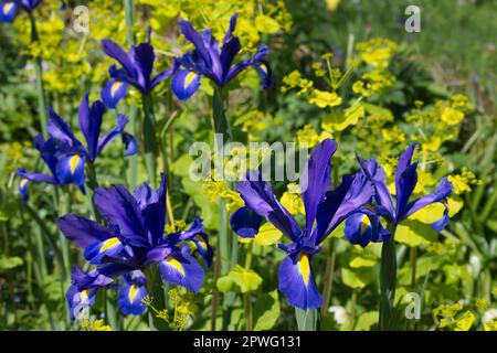 Magnifique contraste printanier de l'iris hollandais « Blue Magic » et du jaune acide Smyrnium perfoliatum dans le jardin britannique d'avril Banque D'Images