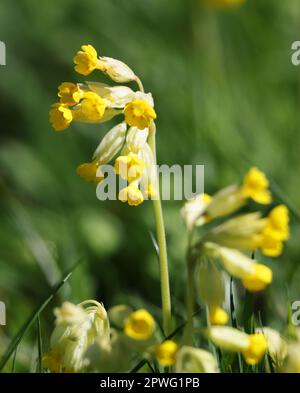 Vue rapprochée d'un Cowslip dans la prairie des Cotswold Hills Banque D'Images