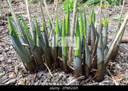 Pousses, plante, Hosta Banque D'Images