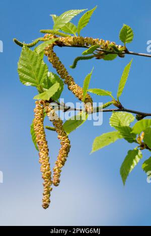 Bouleau doré, Betula ermanii, bouleau de roche russe Banque D'Images