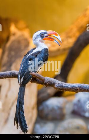 Von der Decken's charme oiseau (Tockus deckeni) mâle Banque D'Images