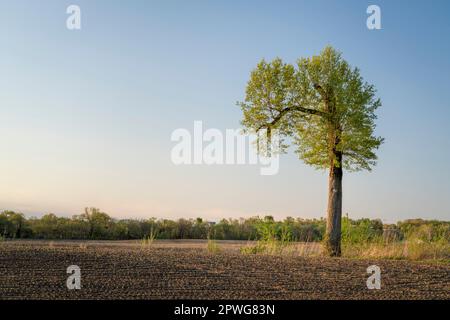 Lever du soleil au printemps sur les terres agricoles du Missouri avec un arbre solitaire Banque D'Images