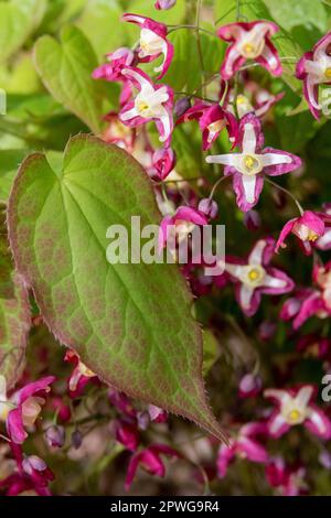 Barrenwort rouge, Epimedium × rubrum, Fleur et feuille Banque D'Images