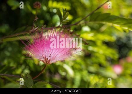 Mimosa Albizia julibrissin feuillage et fleurs dans le parc Banque D'Images